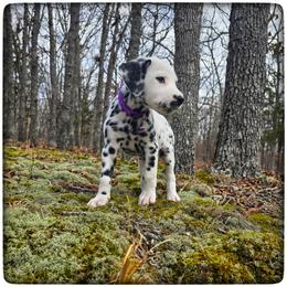 Regalia (HUA) - White and black female Dalmatian puppy in Salem, Missouri from Paradise Spots Dalmatians