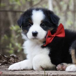 Australian Shepherds from Kaliptra Australian Shepherds