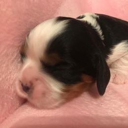 Cavalier King Charles Spaniel Puppies from Pleasant Meadows