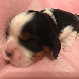 Cavalier King Charles Spaniel Puppies from Pleasant Meadows