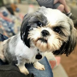 Sophie - Shih Tzu