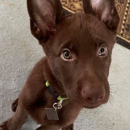 German Shepherds from SaxePackGSDs