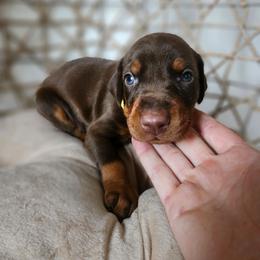 Orion (yellow) - Red and rust male Doberman Pinscher puppy in Hamilton, Ohio from Little Dragon Dobermans
