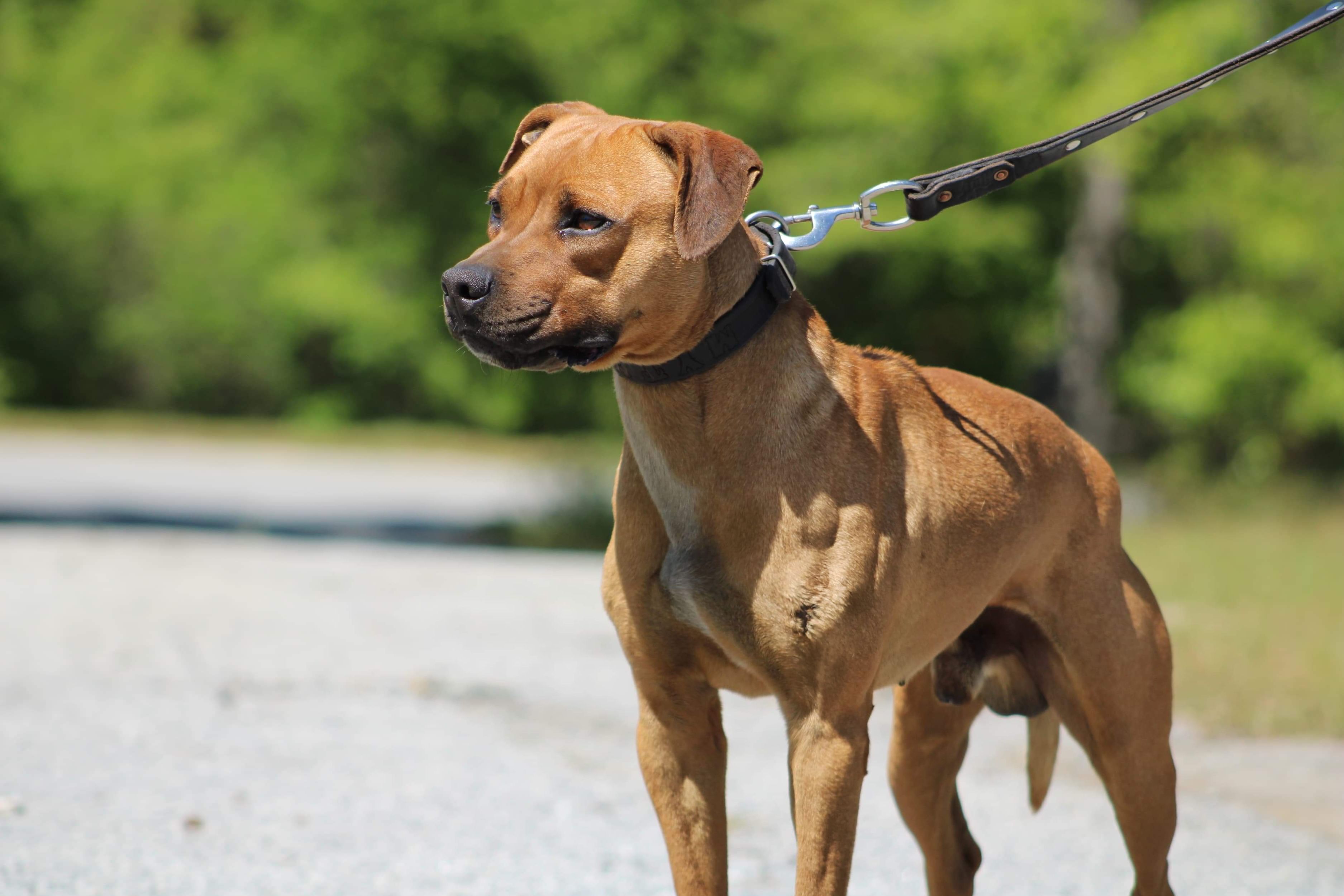 American Pit Bull Terrier - Raça de cachorro