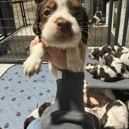 Fortune - Liver white and tan female English Springer Spaniel puppy in Ogilvie, Minnesota from V.V. Berg Kennels