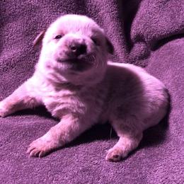 Boy 2 - Red mottled male Australian Cattle Dog puppy in Sheridan, Oregon from 6pk Cattledogs