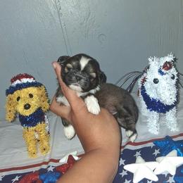 Girl 1 - Black gold and white female Shih Tzu puppy in Birmingham, Alabama from K&D kennels