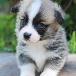 Mesa - Sable male Pembroke Welsh Corgi puppy in Plains, Montana from Diamond Corgis