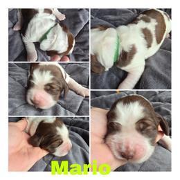 Mario Liver and white tri - Liver white and tan male English Springer Spaniel puppy in Waynesburg, Ohio from Rebels Ridgeview Acres
