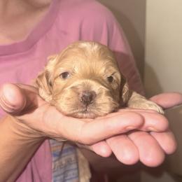 Boy 1 - Cream male Cockapoo puppy in Colorado from Garrett Doodles