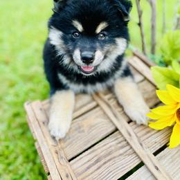 Pomeranian and Pomsky Puppies from Stacey Venable