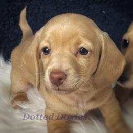 Birdie - Cream female Dachshund puppy in Havana, Florida from Dotted Doxies