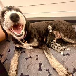 Bernedoodle puppies from Coco Avenue Pups