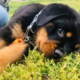 Rottweiler Puppies from Lexi’s Dream