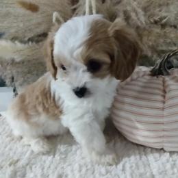Cavachon and Poodle Puppies from My Furry Friends