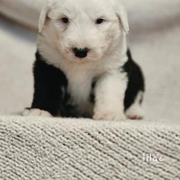 Lilac collar - Gray and white female Old English Sheepdog puppy in Smallett, Missouri from Chasin Angus Sheepdogs