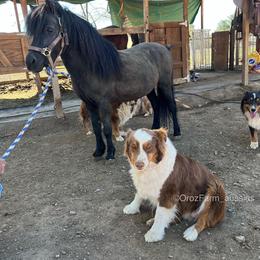 Australian Shepherd Puppies from Oro’z Farm Aussies
