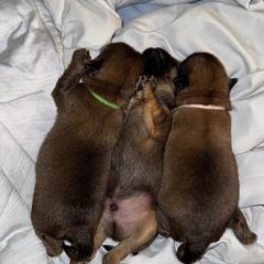 Brussels Griffon Puppies from Griffs & Co.