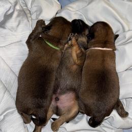 Brussels Griffon Puppies from Griffs & Co.