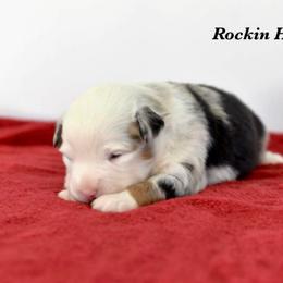 Bmm 5 - Blue merle male Toy Australian Shepherd puppy in Russellville, Arkansas from Rockin H Aussies