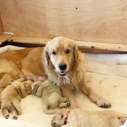 Golden Retriever Puppies from Assurance Kennel
