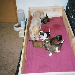 Shih Tzu Puppies from Shih Tzu Dreams Come True