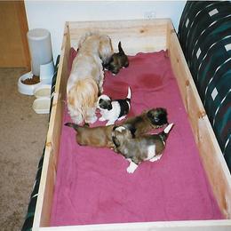 Shih Tzu Puppies from Shih Tzu Dreams Come True