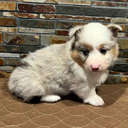 Boy 1 - Blue merle and white male American Corgi puppy in Visalia, California from VIP Stables