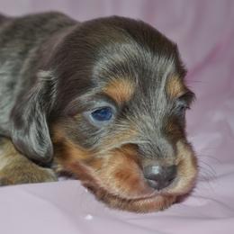 Gabby - Gray (blue) and tan female Dachshund puppy in Eufaula, Alabama from B’s Dachshunds