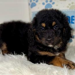 Indy - Wavy Coat - Tri-color female Bernedoodle puppy in Beecher, Illinois from Erica’s Doodles