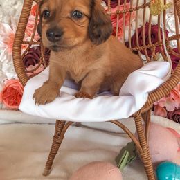 Dachshund Puppies from Mill Creek Dachshunds