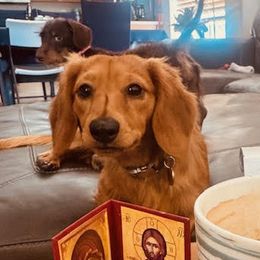 Dachshunds from Tended & Treasured Pups, LLC