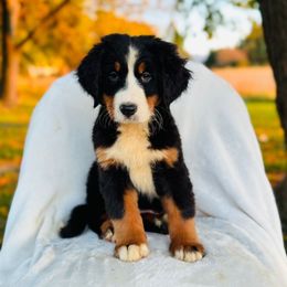 Aspen - Black rust and white female Bernese Mountain Dog puppy in Greenwood, Delaware from A&A Greenwood Puppies