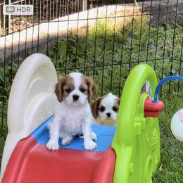 Cavalier King Charles Spaniel Puppies from Sahailey Cavaliers