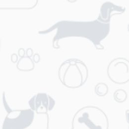 American Staffordshire Terriers and French Bulldogs from Marla Westley's American Staffordshire Terriers & French Bulldogs