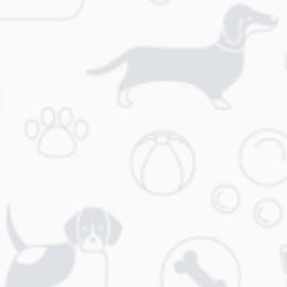 American Staffordshire Terriers and French Bulldogs from Marla Westley's American Staffordshire Terriers & French Bulldogs