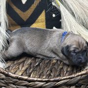 Boy 2 (Shakoor) - Fawn Azawakh puppy in Philadelphia, Pennsylvania from Kel Imajaghan
