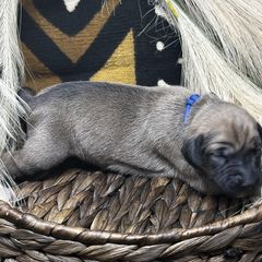 Boy 2 (Shakoor) - Fawn Azawakh puppy in Philadelphia, Pennsylvania from Kel Imajaghan
