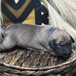Boy 2 (Shakoor) - Fawn Azawakh puppy in Philadelphia, Pennsylvania from Kel Imajaghan