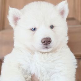 Delta - White female Siberian Husky puppy in Laurel Springs, North Carolina from Siberial