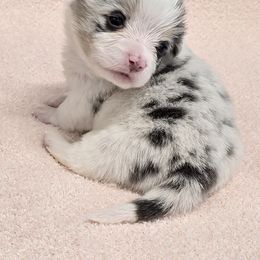 PEANUT (RUNT) - Blue merle and white male American Corgi puppy in Walker, Iowa from Double K Corgis