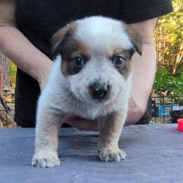 Dagger - Red speckled male Australian Cattle Dog puppy in Rogue River, Oregon from FullMoon Cattle Dogs