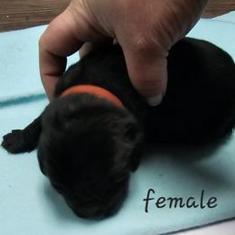 Girl 1 - Black Newfoundland puppy in Brownstown, Michigan from Persephone's Fabled Tails
