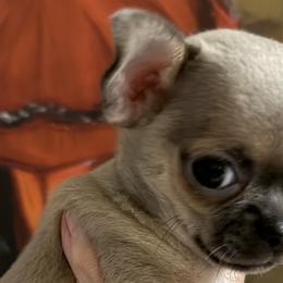 Chihuahuas from Linda's Chihuahuas