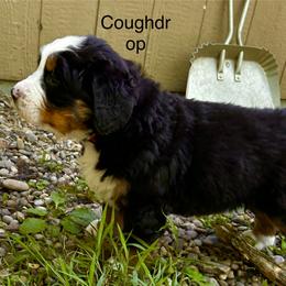 Cough drop - Black rust and white male Bernese Mountain Dog puppy in Strasburg, Ohio from Lois Allison