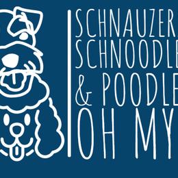Miniature Schnauzers from Schnauzer,Schnoodles and Poodles Oh My!