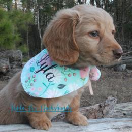 Lyla - Red female Dachshund puppy in Big Sandy, Texas from Linda B’s Dachshunds