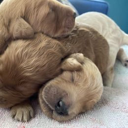 Assorted Doodle Crosses Puppies from Goldens and Doodles