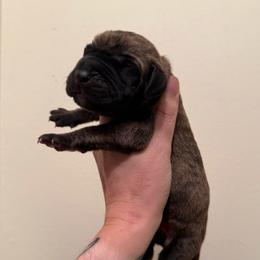 Brutus - Brindle male Great Dane puppy in Jerusalem, Arkansas from Mara Danes