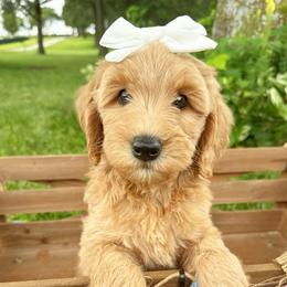 Bel Air - Apricot female Double Doodle puppy in Harrisonville, Missouri from Blessed Day Doodles